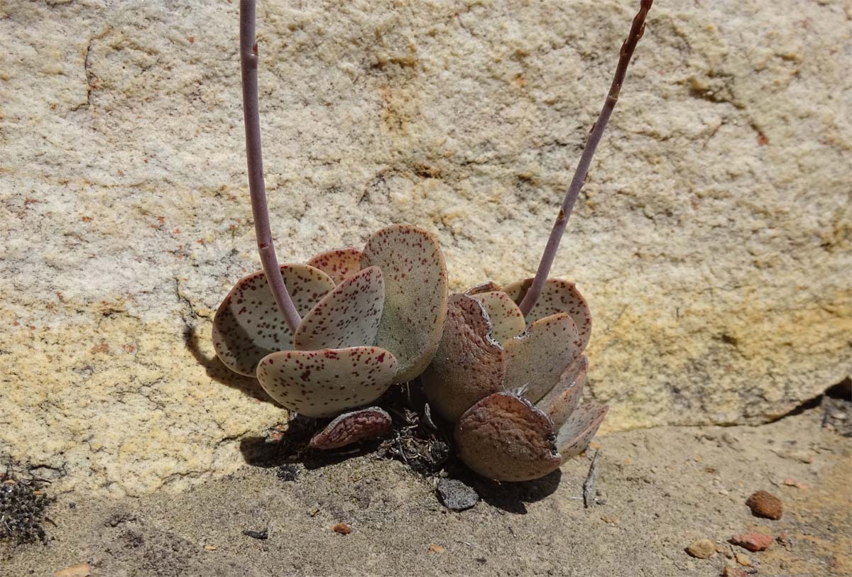 Image of Adromischus maculatus specimen.