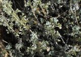 Artemisia frigida