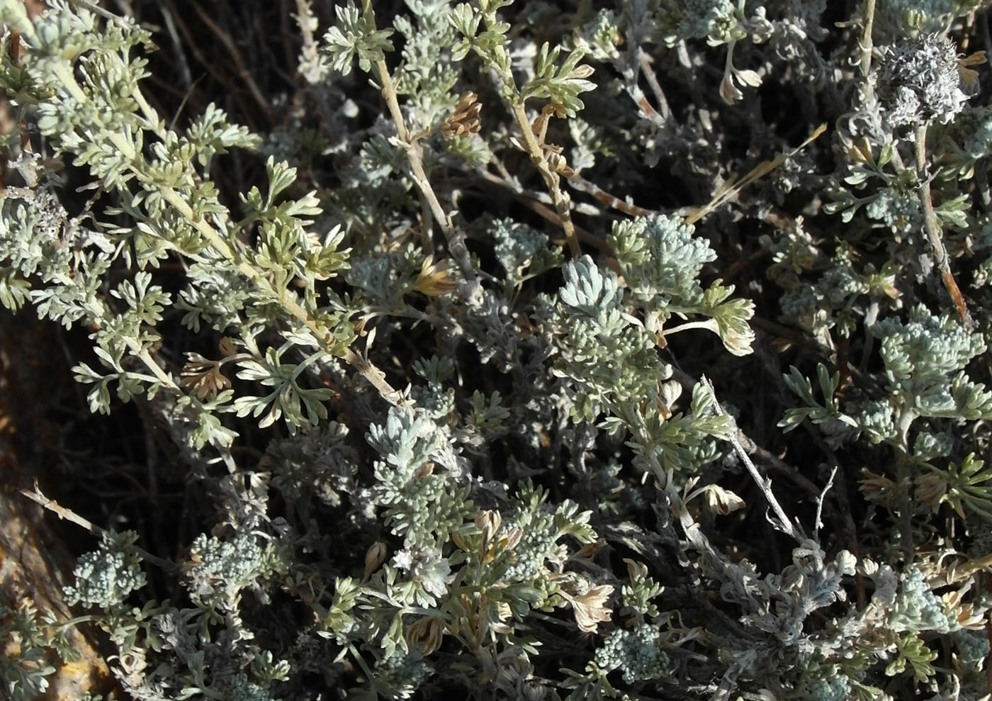 Изображение особи Artemisia frigida.