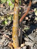 Betula pendula f. dalecarlica