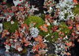 genus Cladonia