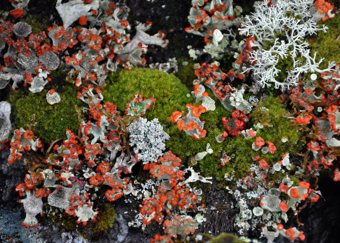 Изображение особи род Cladonia.