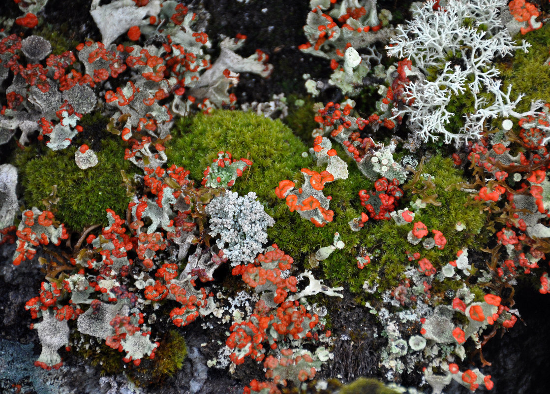 Изображение особи род Cladonia.