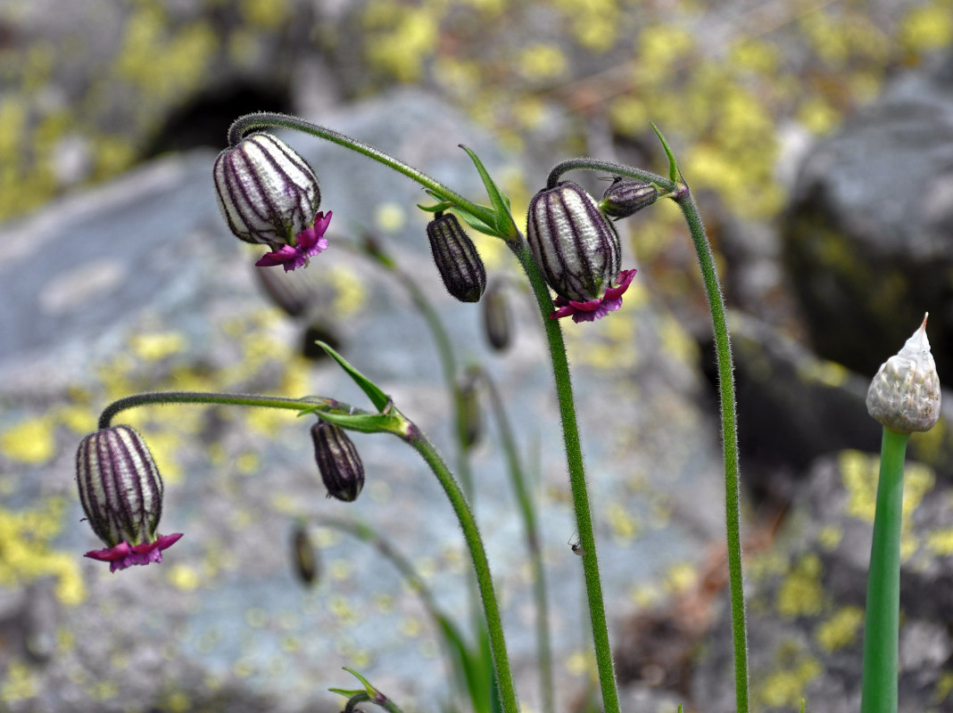 Изображение особи Gastrolychnis tristis.