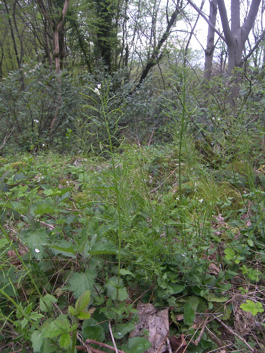 Image of Arabis nordmanniana specimen.