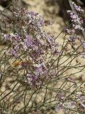 Limonium ferganense. Разветвлённые цветоносы с соцветиями и охотящимся на них богомолом. Кыргызстан, Ошская обл., Карасуйский р-н, окр. аила Ак-Терек, между г. Ош и пос. Ноокат; Юго-Западный Тянь-Шань, Ферганская долина, сыртовая равнина на северном шлейфе Алайского хребта в междуречье Аравана и Ак-Бууры, перевал Дозгундован; подгорная пустыня на бедлендах, обнажение светлых гипсоносных пестроцветов, выс. 1400 м н.у.м. 20 августа 2018 г.