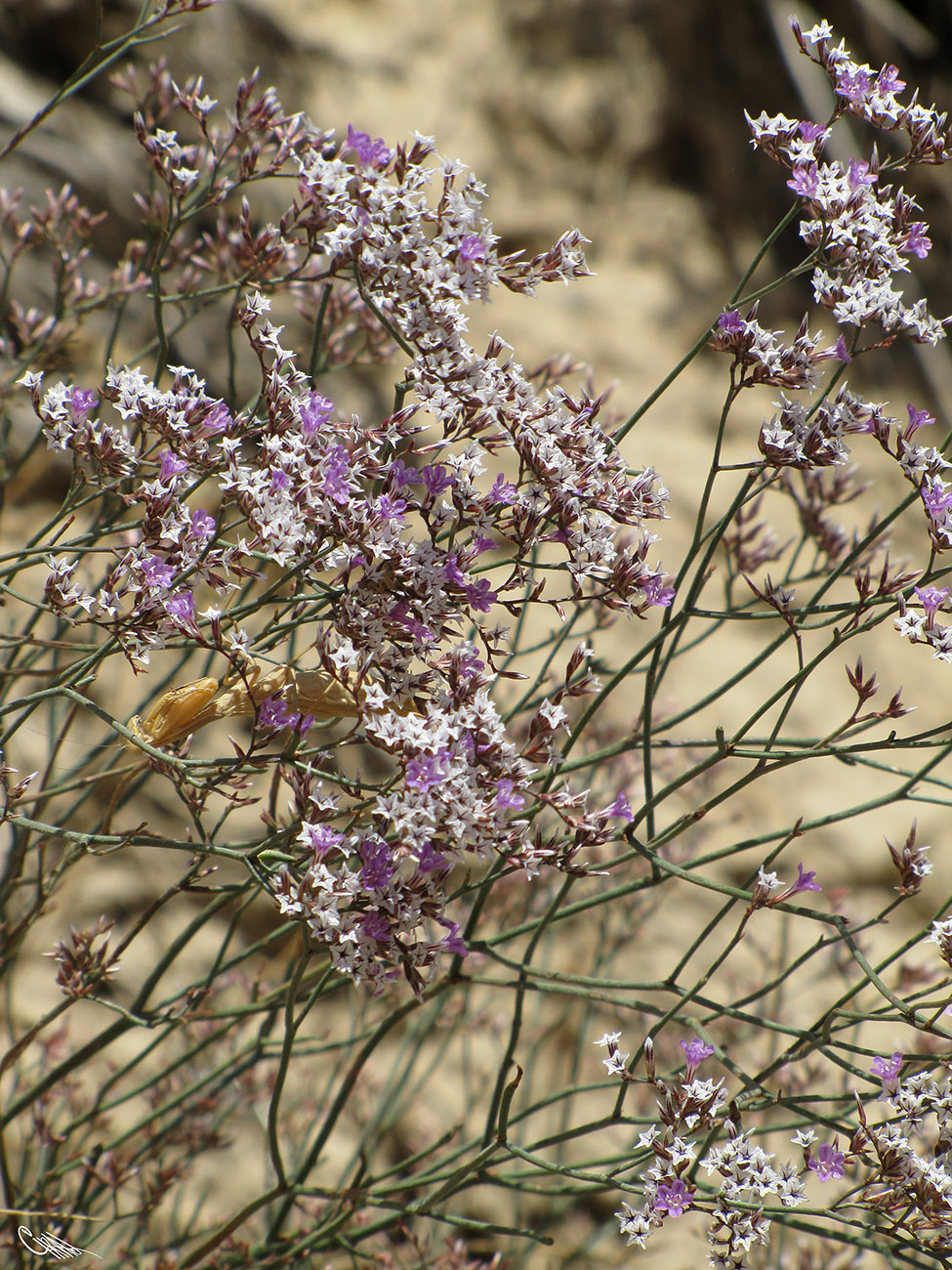 Изображение особи Limonium ferganense.