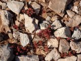 Sedum litoreum