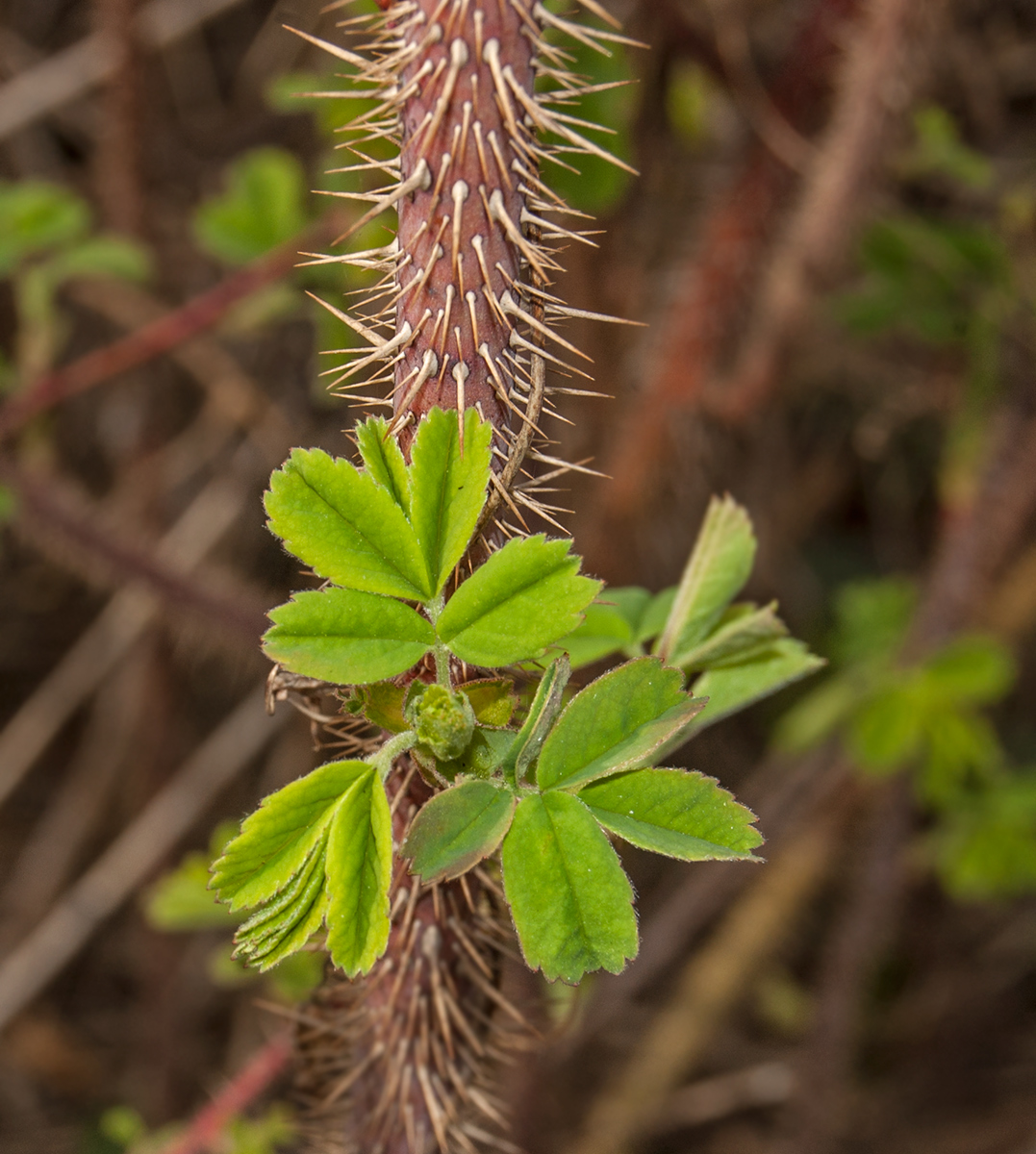 Image of Rosa acicularis specimen.