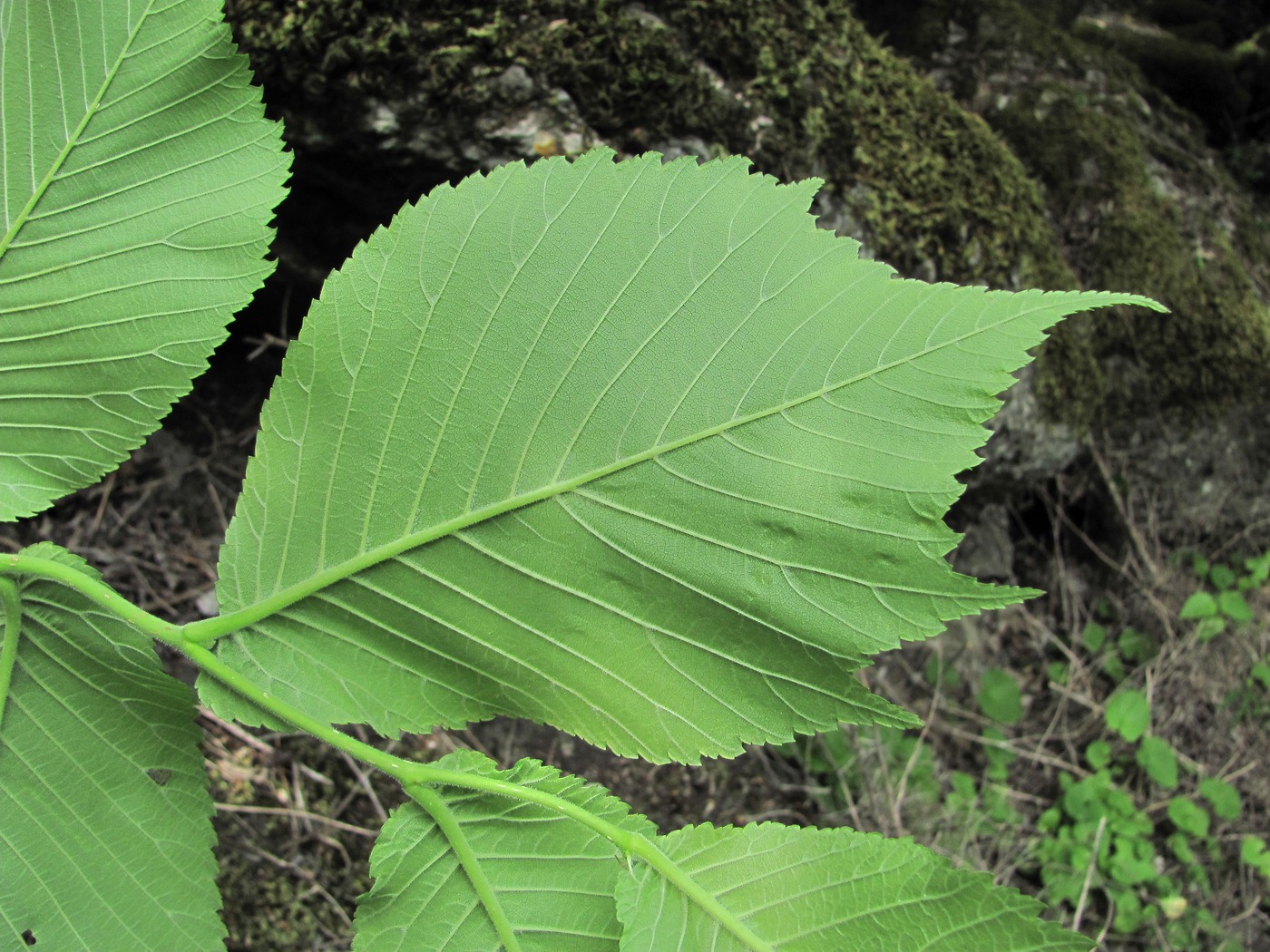 Изображение особи Ulmus glabra.