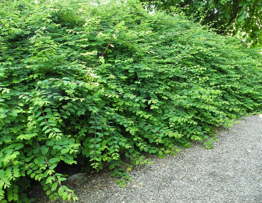 Image of Symphoricarpos &times; chenaultii specimen.