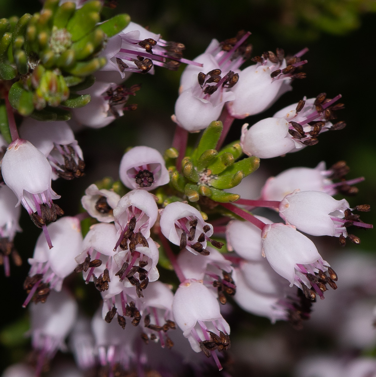 Image of Erica multiflora specimen.