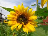 Helianthus annuus