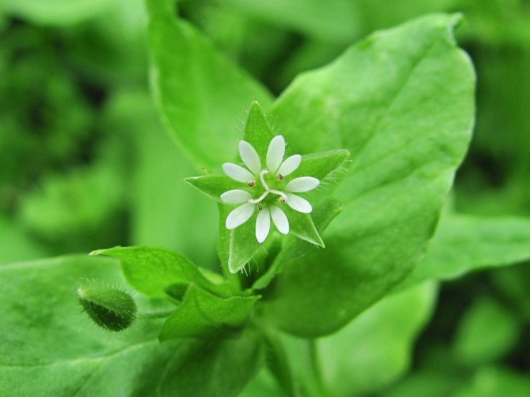 Image of Stellaria media specimen.