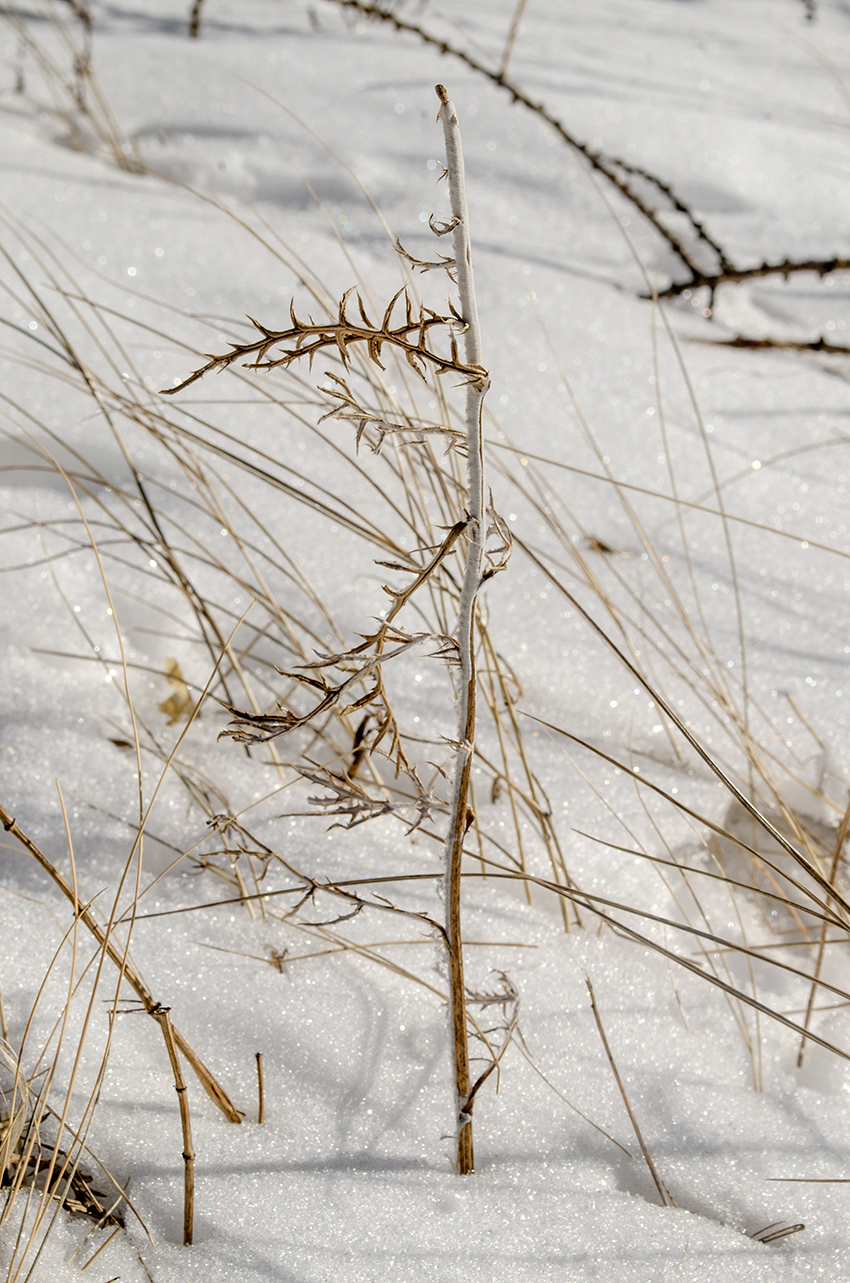 Image of Echinops crispus specimen.