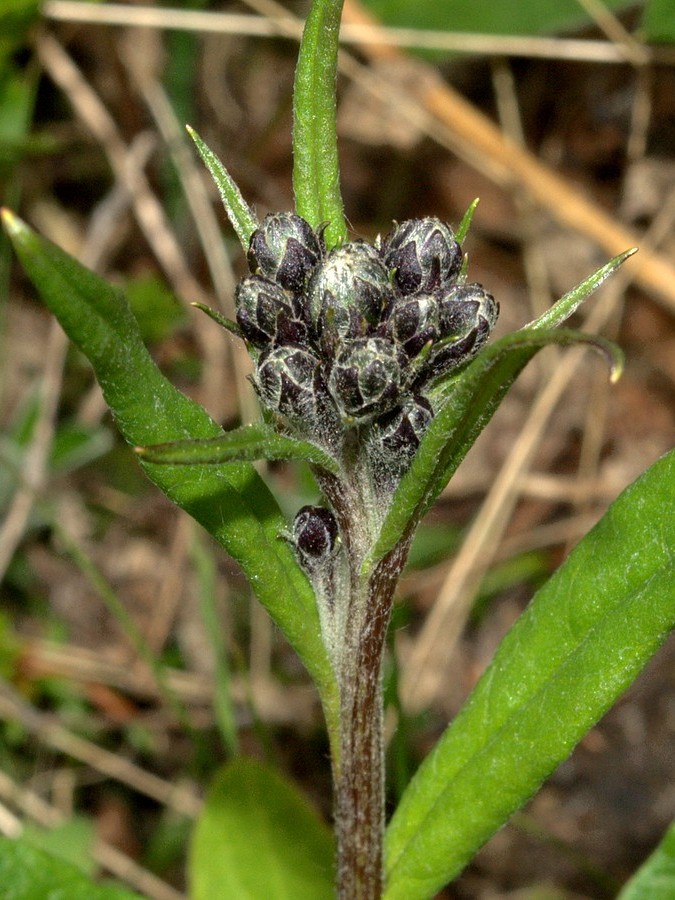 Изображение особи Saussurea alpina.