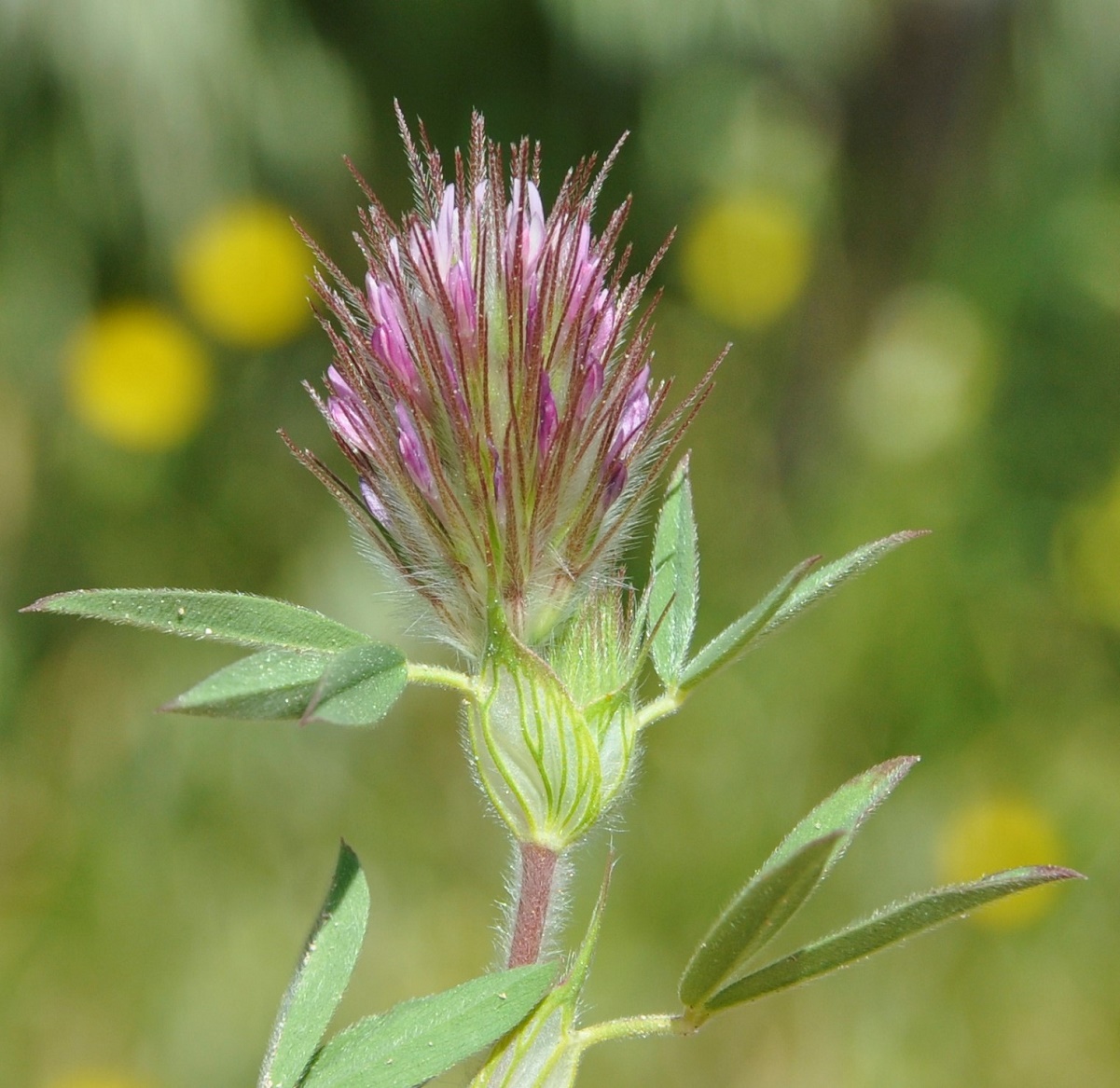 Image of Trifolium dasyurum specimen.