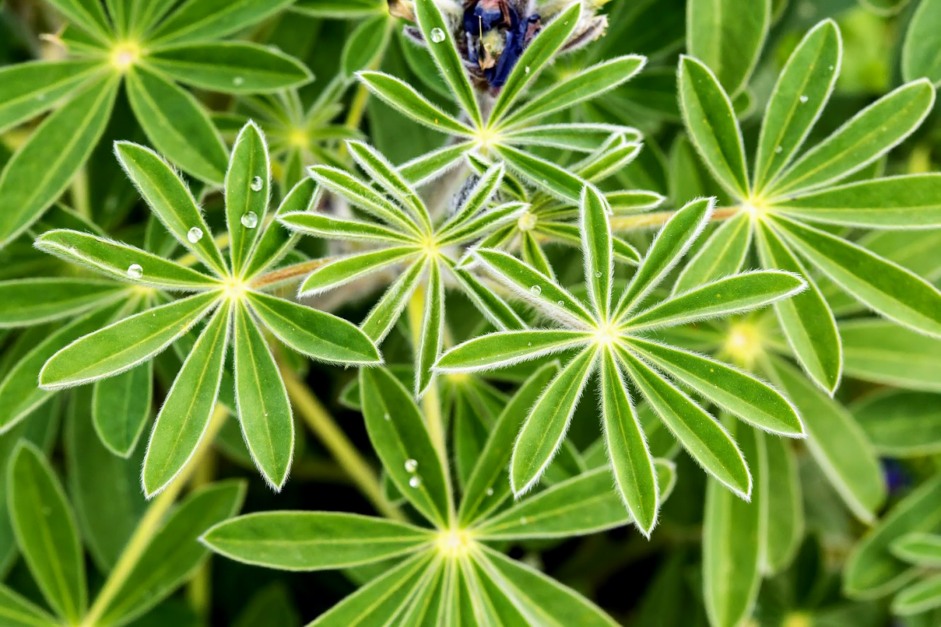 Изображение особи Lupinus pilosus.