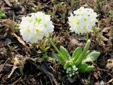 Primula denticulata. Цветущее растение (белоцветковая форма). Москва, природно-ландшафтный парк \"Зарядье\", в культуре. 21.04.2019.