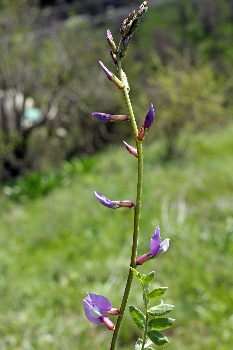 Изображение особи Oxytropis capusii.