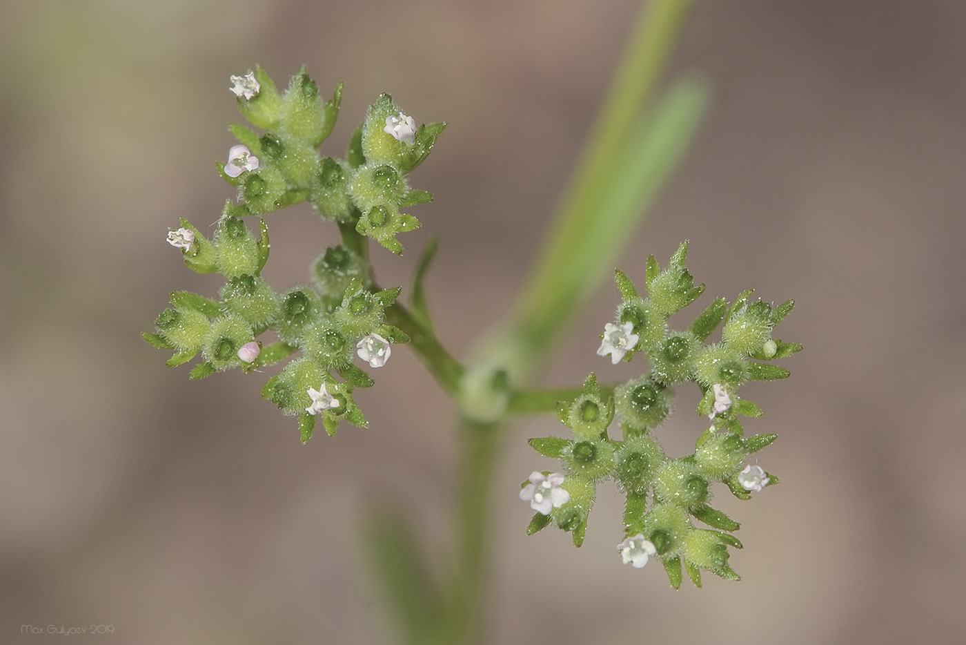 Изображение особи Valerianella dentata.