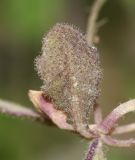 Image of taxon representative. Author is Татьяна Мальчинская