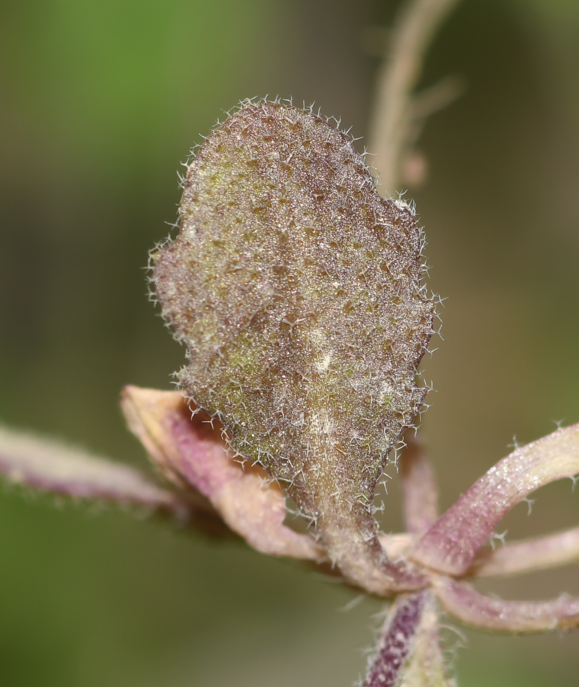 Image of Arabis aucheri specimen.
