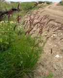 Hordeum violaceum