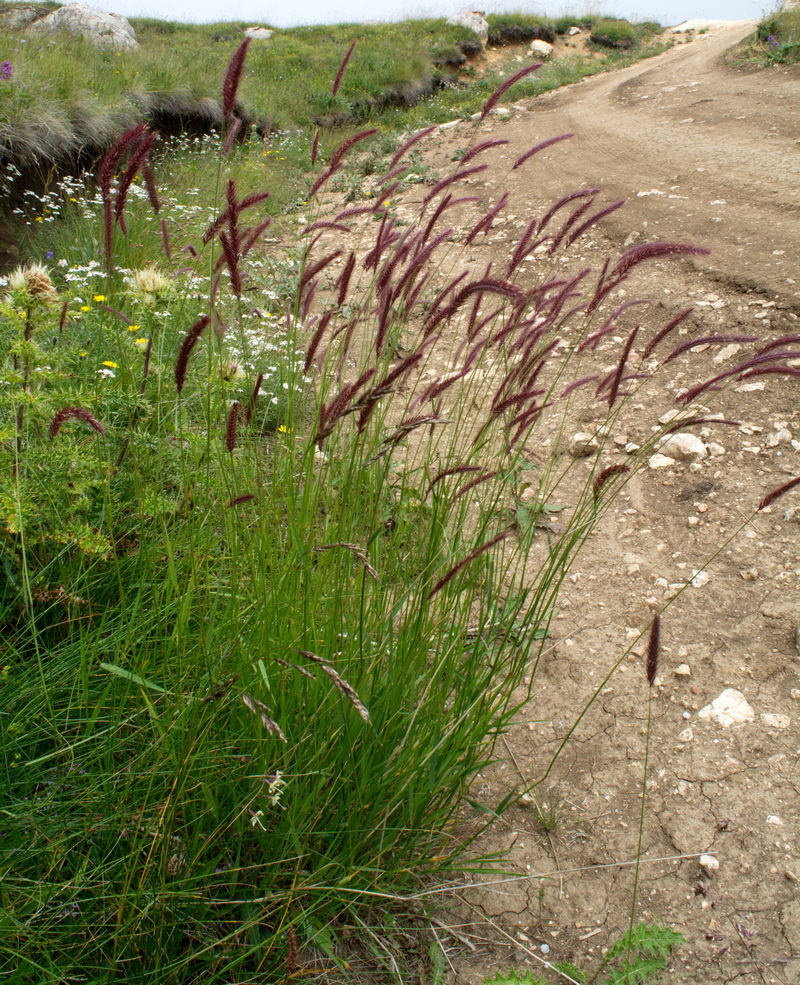 Изображение особи Hordeum violaceum.