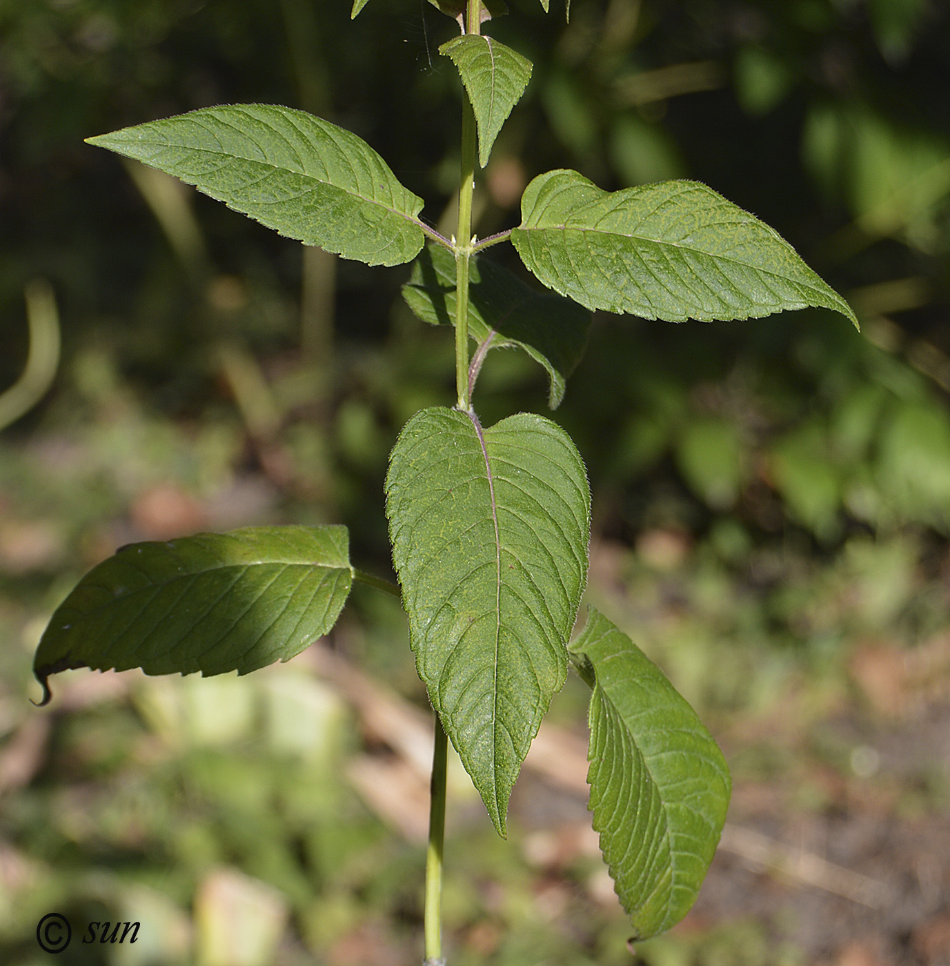 Изображение особи Monarda didyma.