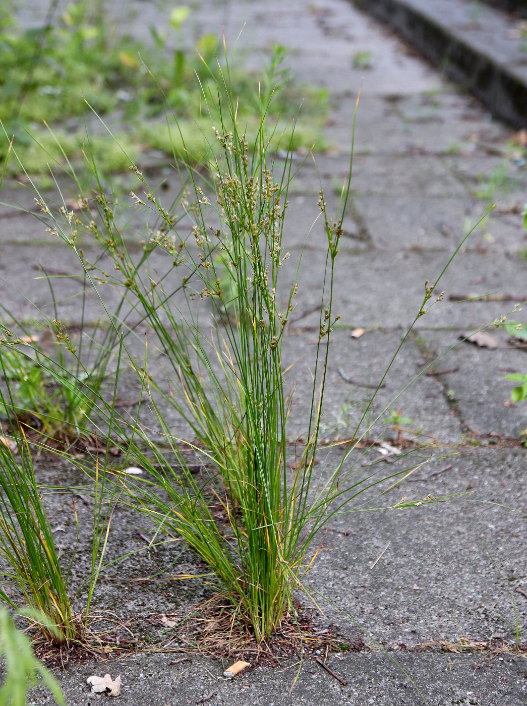 Изображение особи Juncus tenuis.