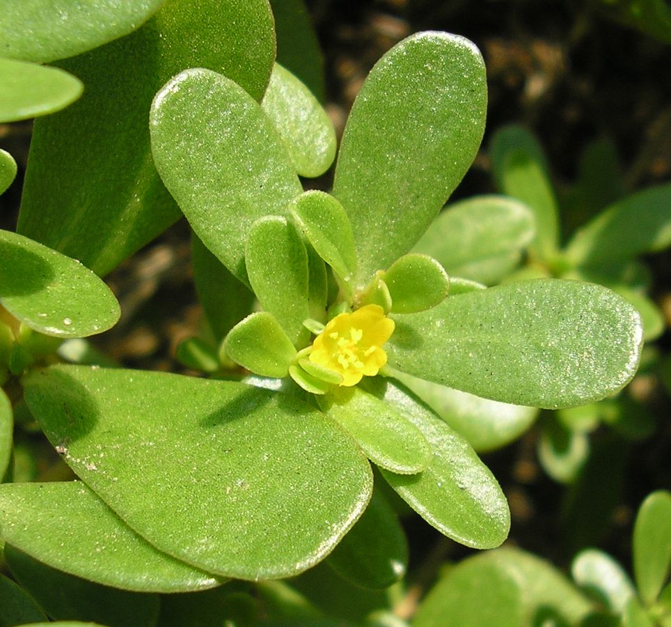 Image of Portulaca oleracea specimen.