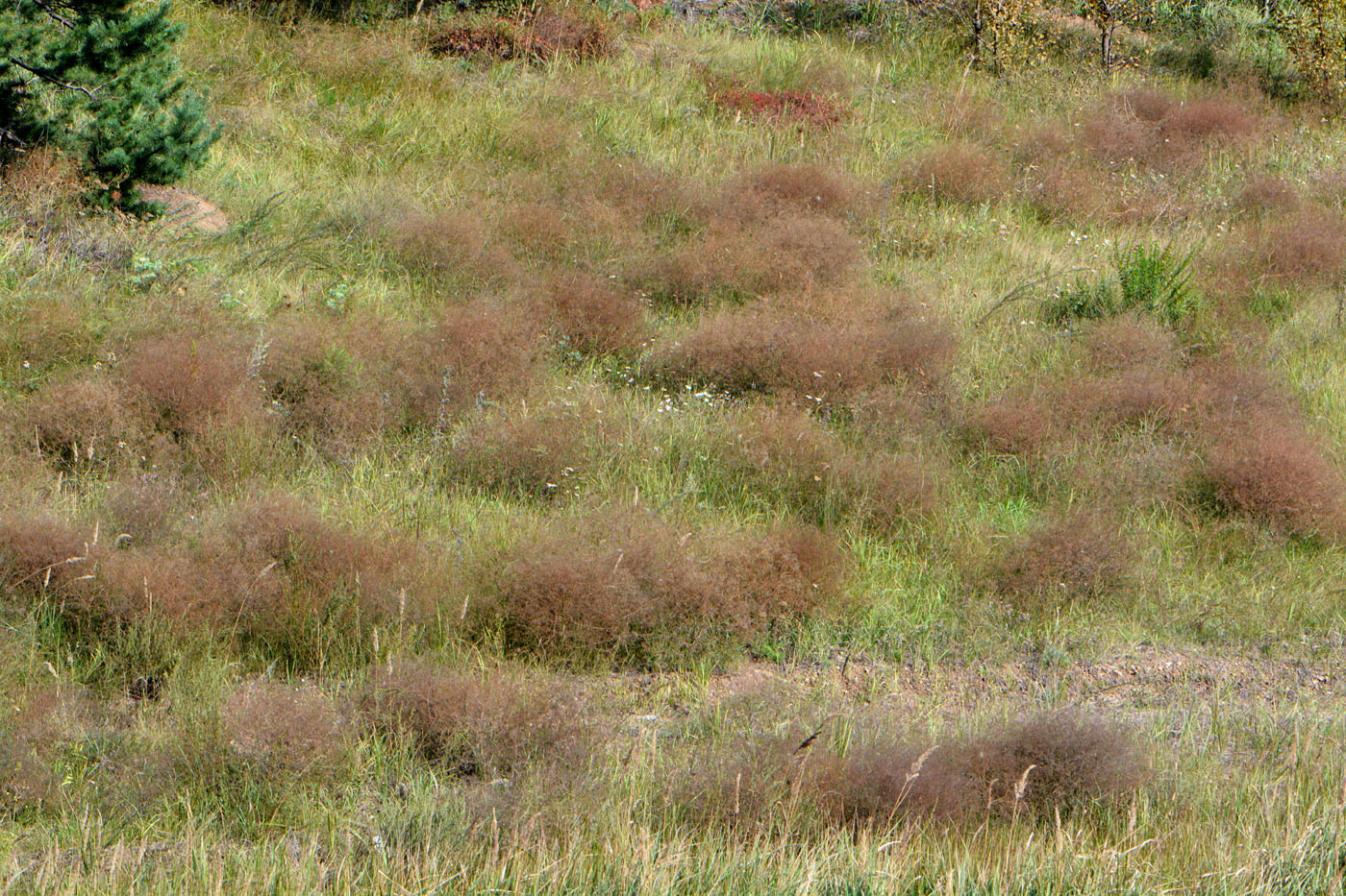 Image of Gypsophila paniculata specimen.