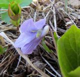 Viola epipsiloides