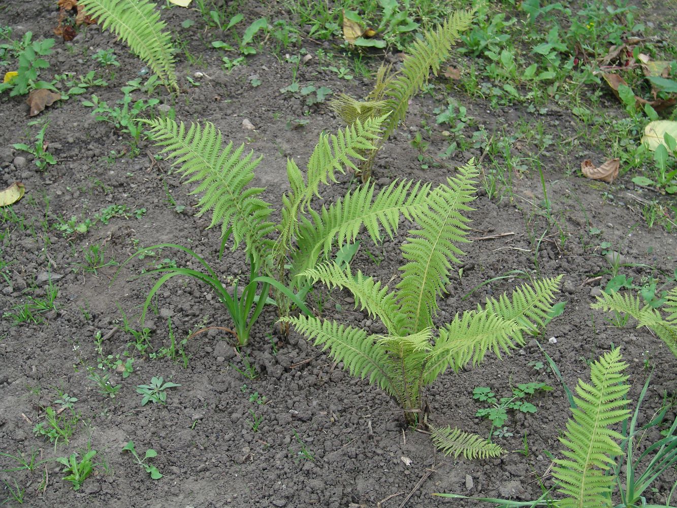 Image of Matteuccia struthiopteris specimen.