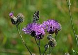 Centaurea scabiosa. Развивающиеся, расцветающие и цветущие соцветия с кормящейся бабочкой (Melanargia galathea) и клопом. Сербия, национальный парк Тара, плоскогорье Равна Тара, луг. 08.07.2019.