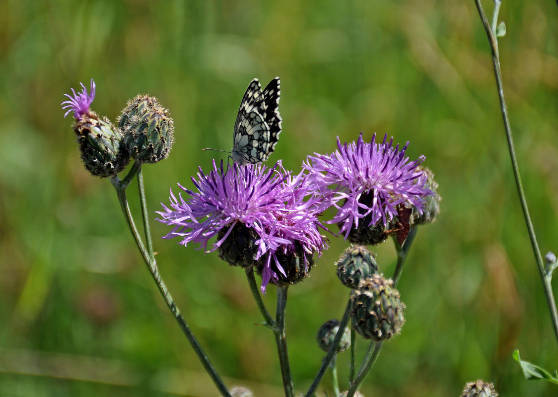 Image of Centaurea scabiosa specimen.
