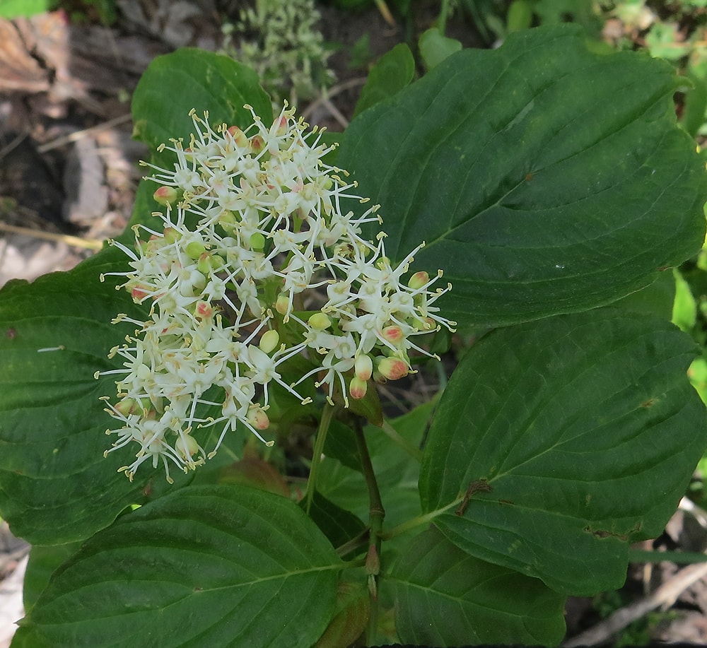 Изображение особи Swida alternifolia.