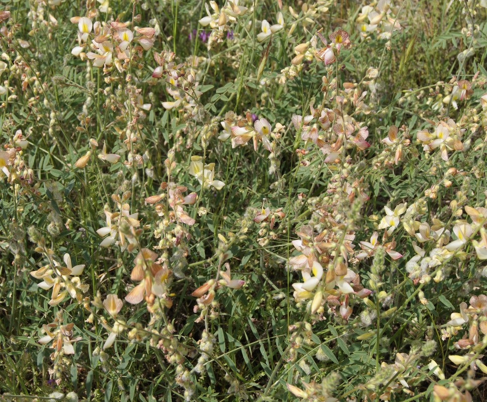 Image of Onobrychis buhseana specimen.