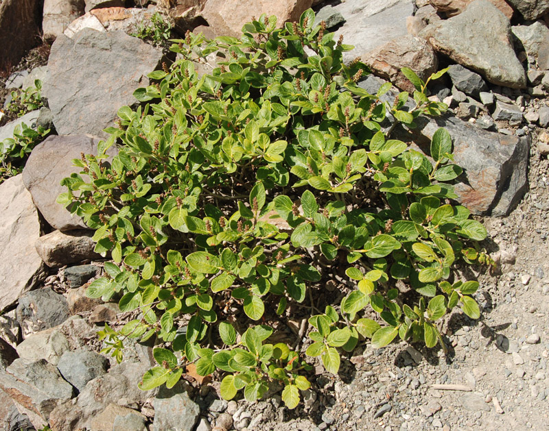 Image of Salix vestita specimen.