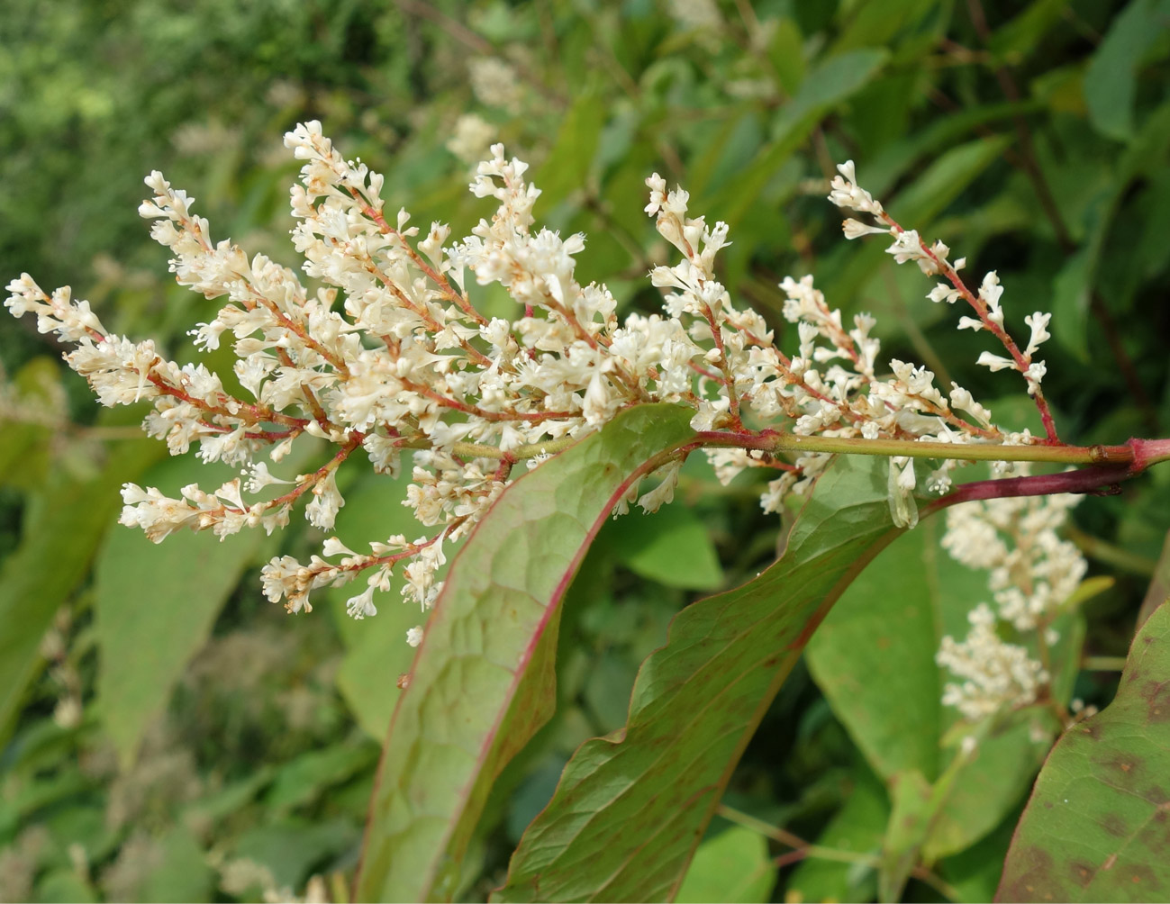 Изображение особи Reynoutria sachalinensis.