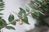 Myrtus variety leucocarpa