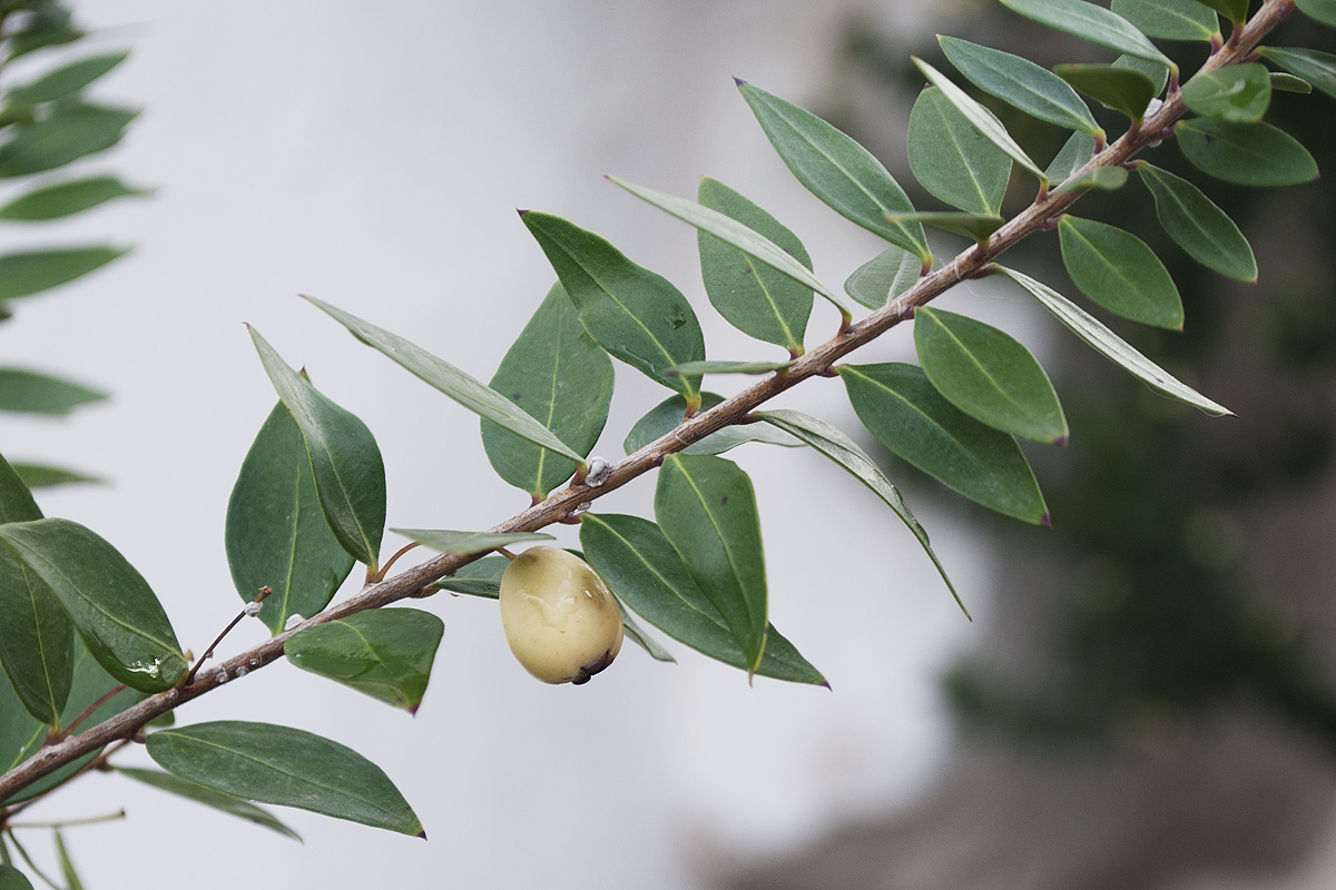 Image of Myrtus communis var. leucocarpa specimen.