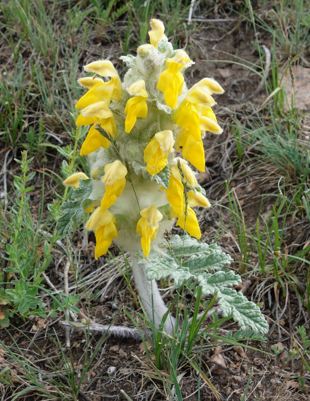 Image of Phlomoides speciosa specimen.