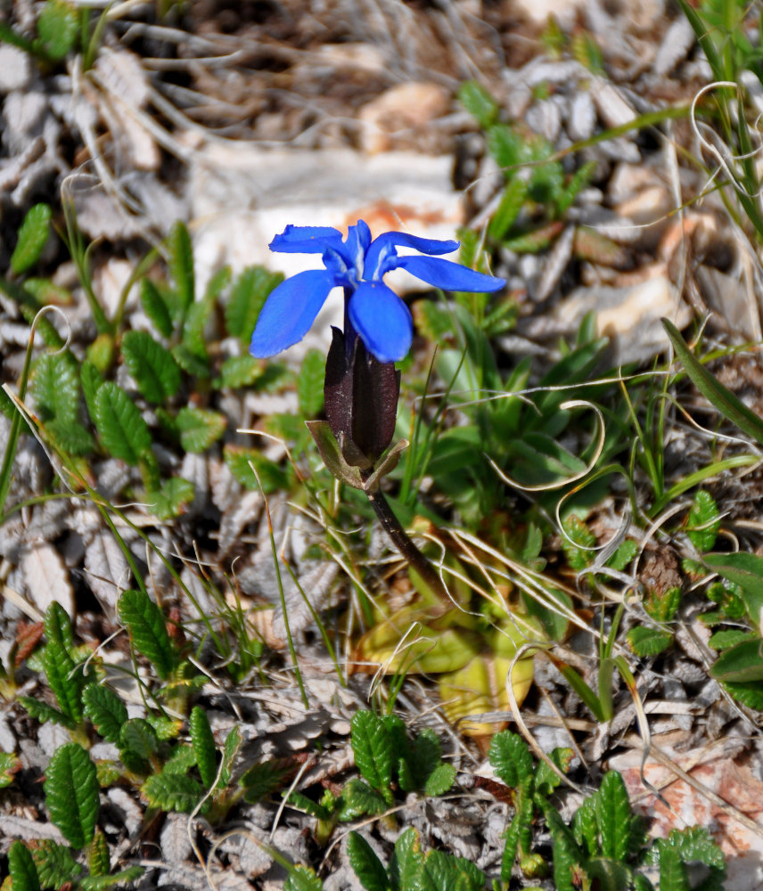 Image of Gentiana uniflora specimen.