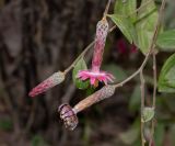 Barnadesia dombeyana