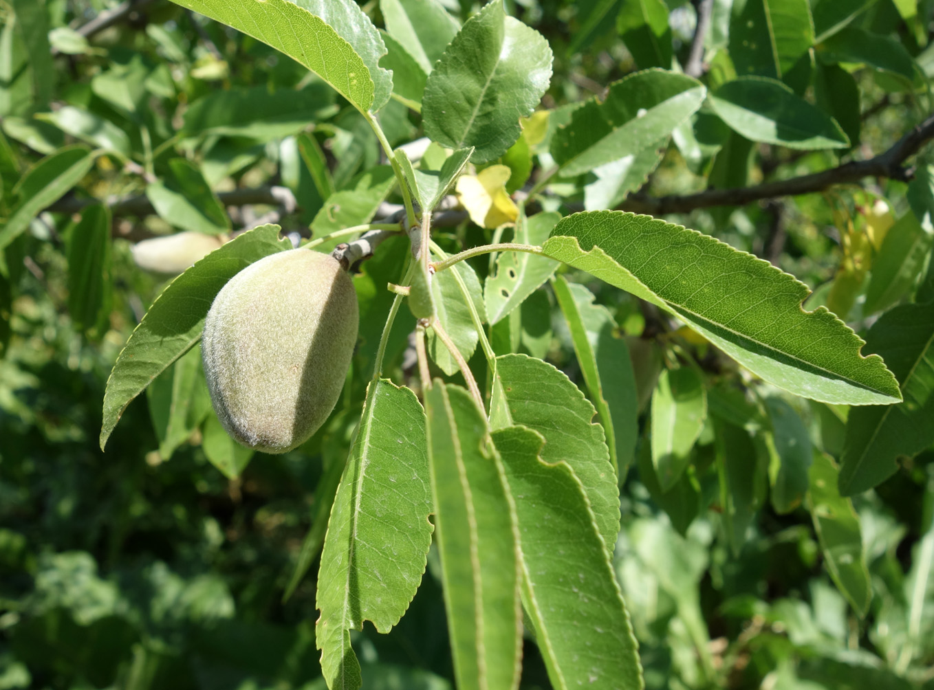 Изображение особи Amygdalus communis.