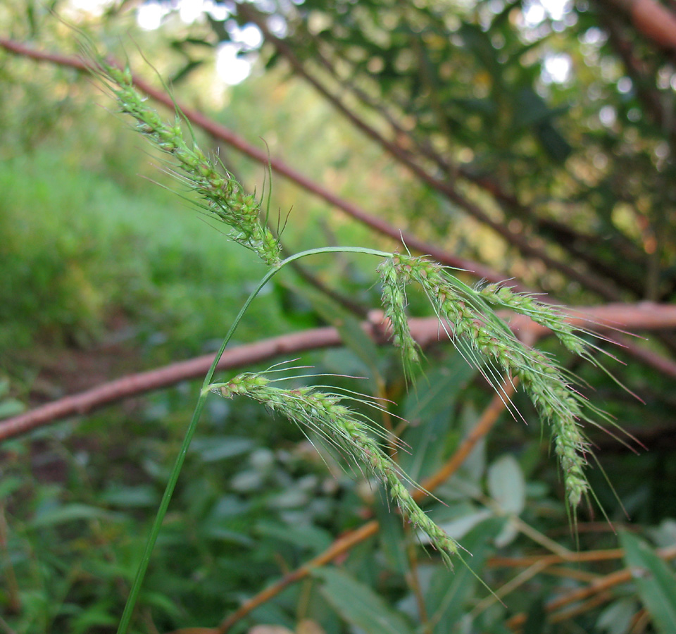 Изображение особи Echinochloa crus-galli.