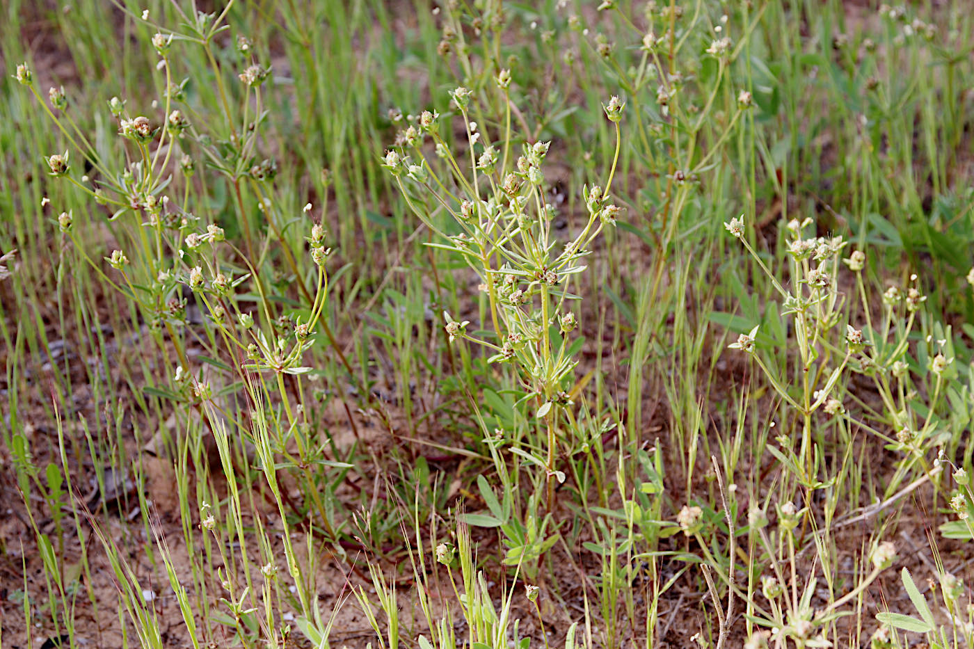 Image of Plantago sarcophylla specimen.