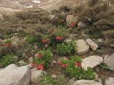 Fritillaria imperialis